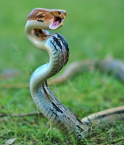 Kviz o zmijama